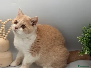 British Shorthair cats PEDIGREE REGISTERED CHUNKY BRITISH SHORTHAIRS - Advert 14