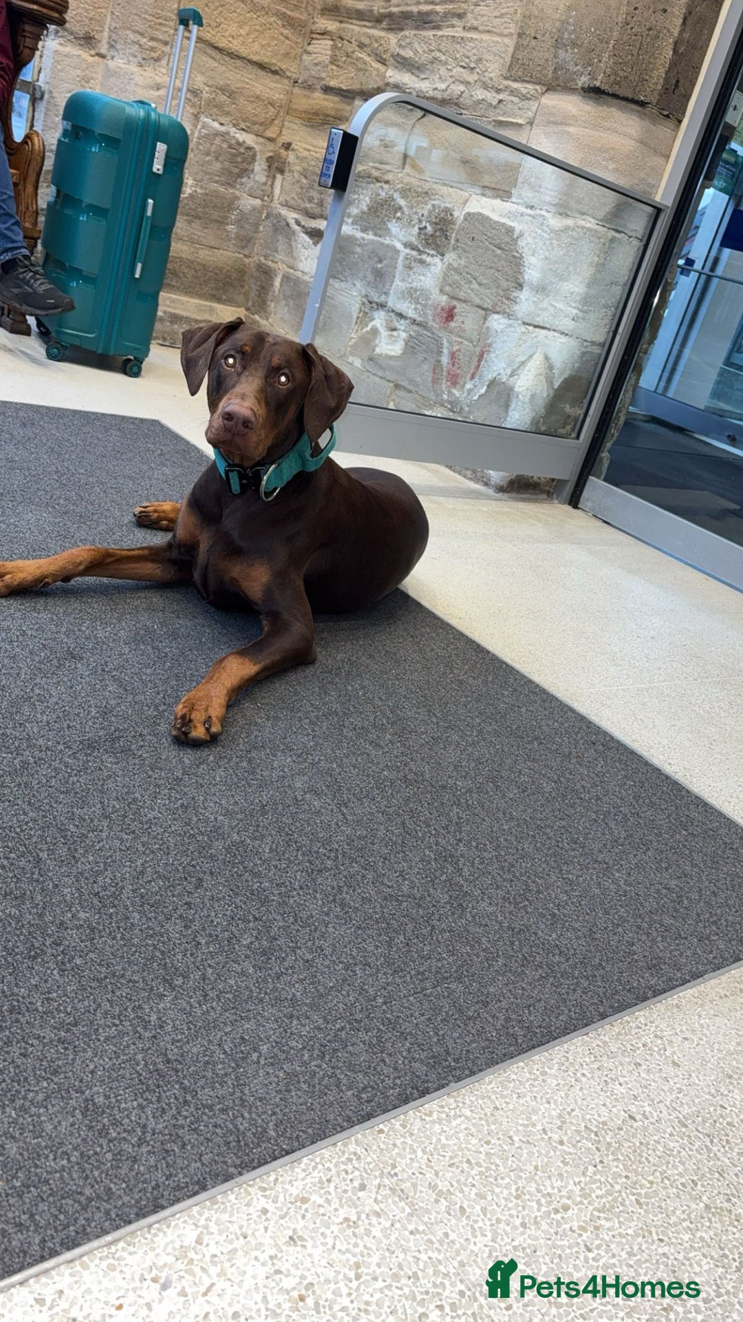Dobermann dogs for stud: Doberman red&rust stud - Image 8