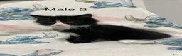 Mixed Breed cats for sale: Four Lovely Kittens For Sale - £90 - Advert 8