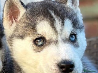 Siberian Husky dogs Siberian husky puppies - Advert 1