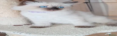 Ragdoll 2