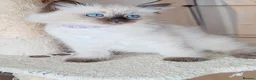 Ragdoll cats for sale: Ragdoll  - Advert 5