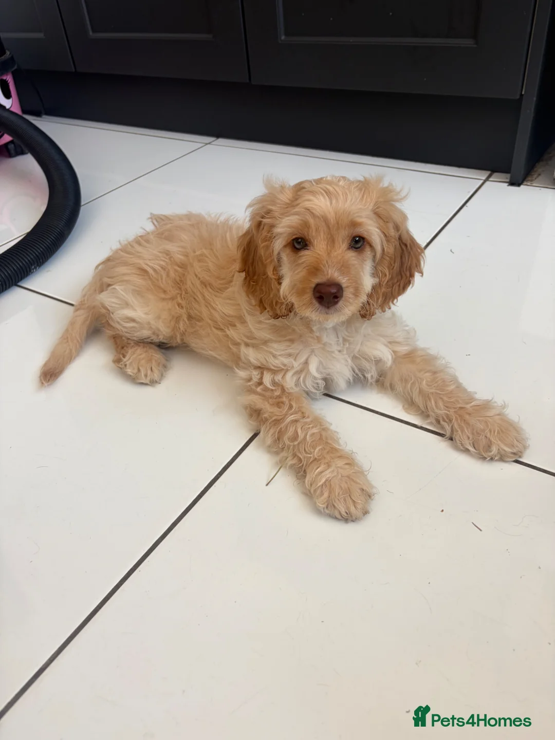 Cockapoo dogs for sale: 1 beautiful F1b darling girl ready to leave  - Advert 2