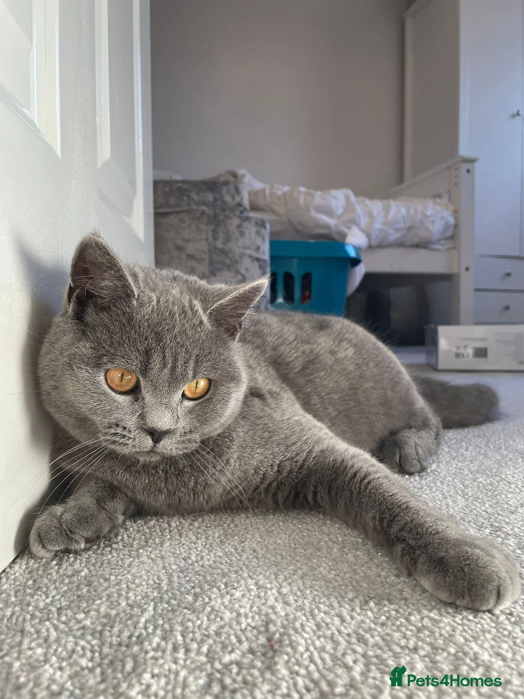 British Shorthair cats for sale: 3 year old Male British blue shorthaired - Advert 2