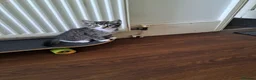 Mixed Breed cats for sale: Gorgeous kittens for sale - Advert 8