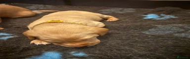 Labrador Retriever 5