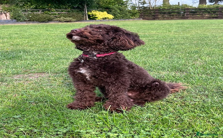 Miniature Poodle dogs - Advert 1