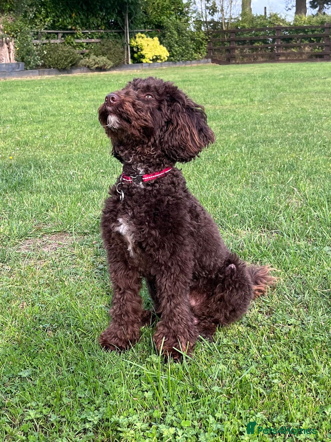 Miniature Poodle dogs for sale: 💙 Chocolate Mini Poodle Boy 💙 - Image 3