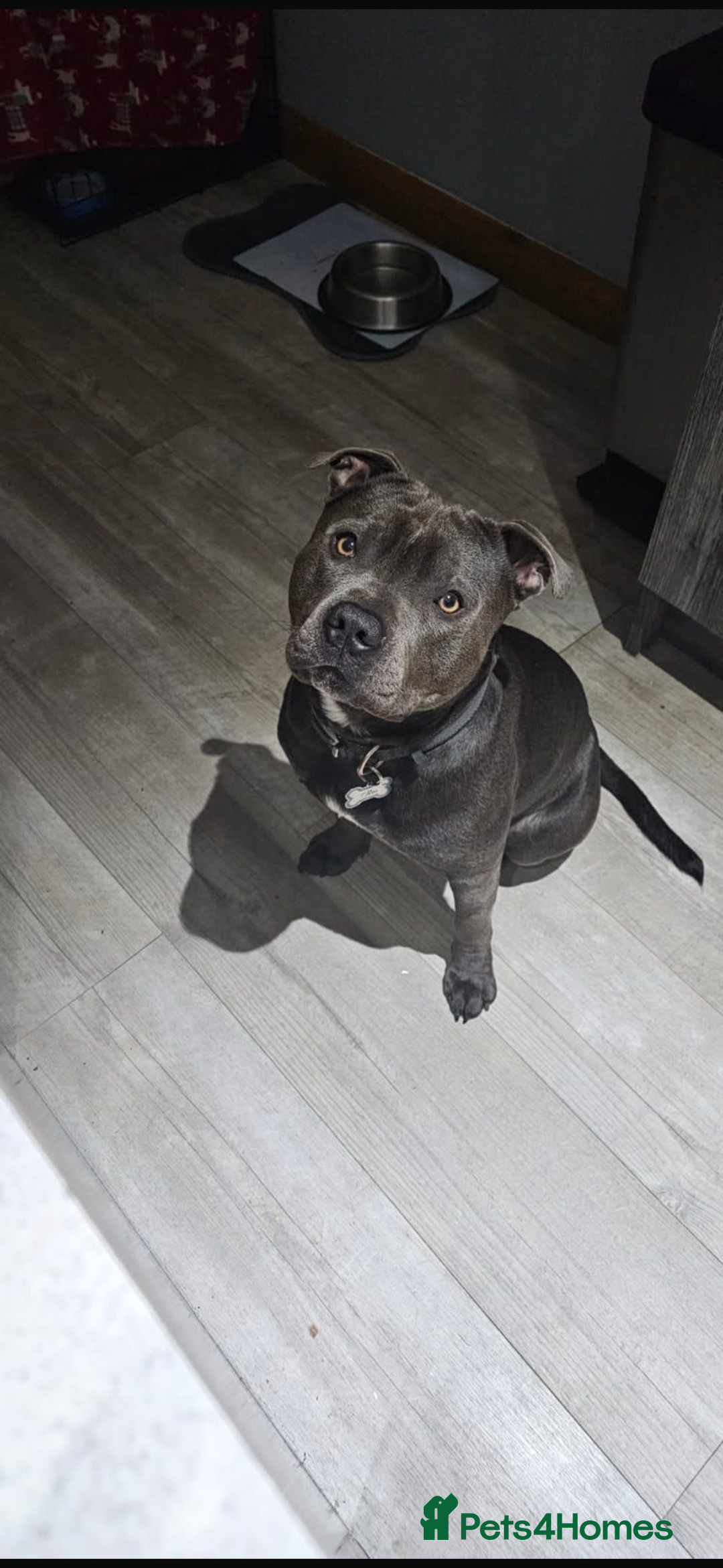 Mixed Breed dogs for sale: Beautiful Staffy Pups, 3 Boys, 4 Girls - Advert 2