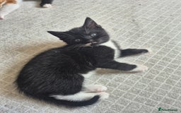 Mixed Breed cats for sale: 3 black and white females and 1 tortoise  - Image 5