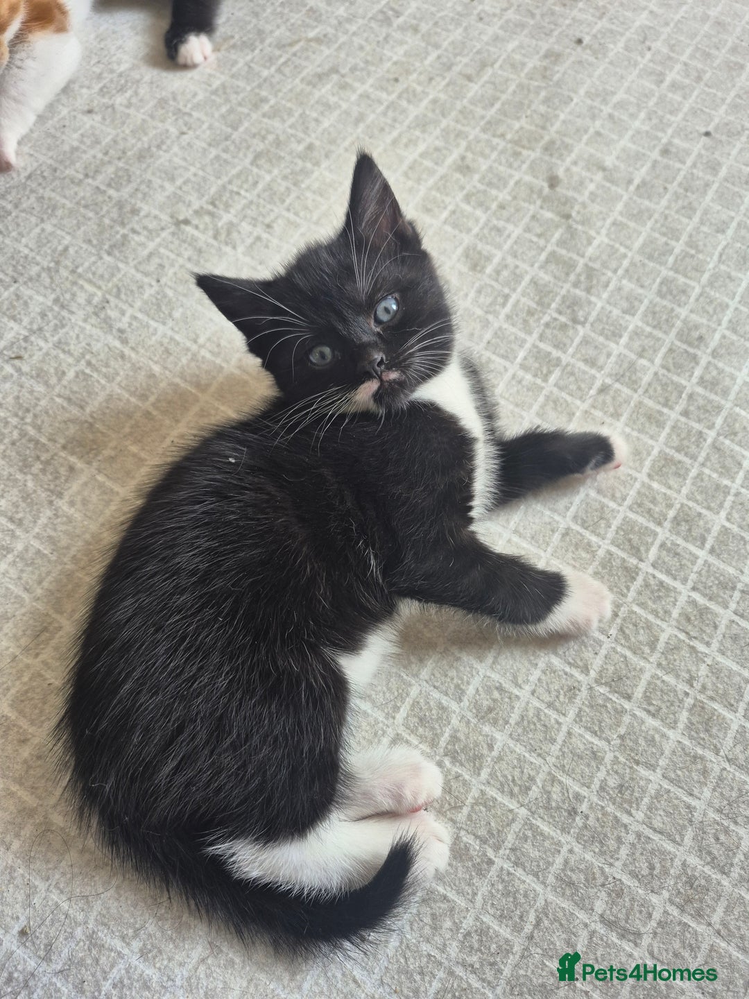 Mixed Breed cats for sale: 3 black and white females and 1 tortoise  - Image 5