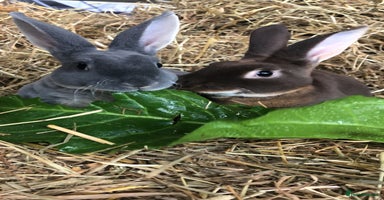 Rex rabbits - Advert 5