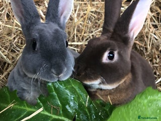Rex rabbits Beautiful Pure Breed Velvet Mini Rex babies 🐰 - Advert 4