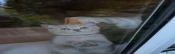 British Shorthair cats for sale: Two male full BSH creamy/lilac with tangerine eyes - Advert 9