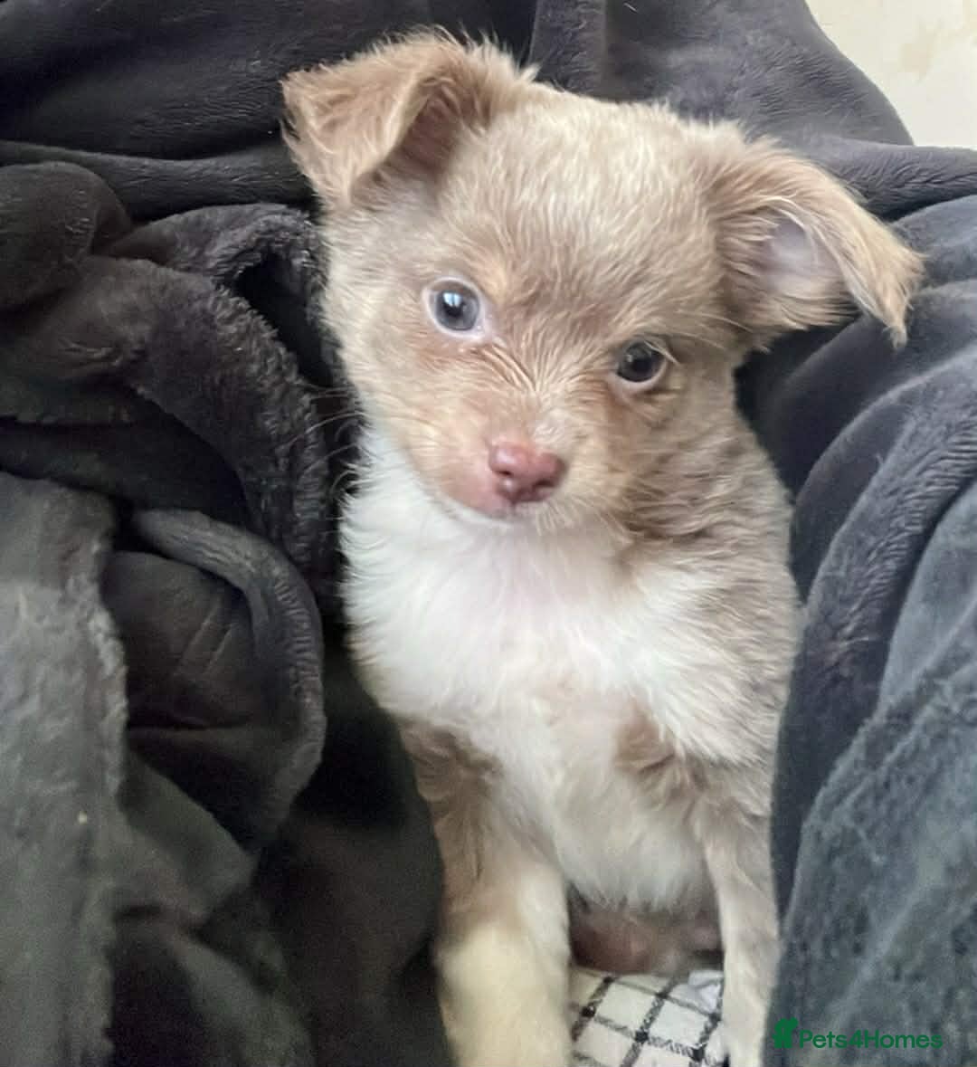 Chihuahua dogs for sale: chihuahua boy puppies  - Advert 2