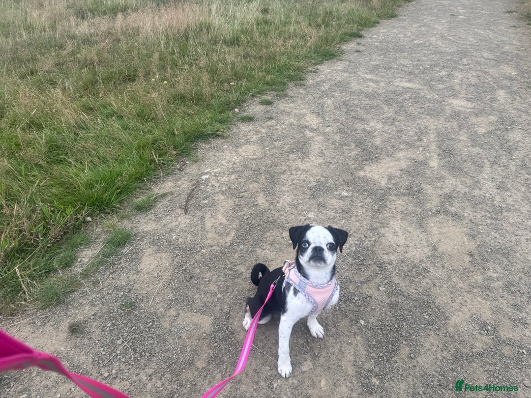 Pug dogs for sale: Stunning Puppy Unique Blue Eye Very Loving - Image 15