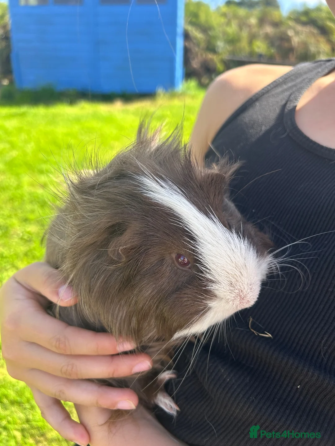 Guinea Pig rodents for sale: Guinea Pigs for sale  - Advert 1
