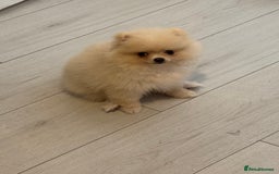 Pomeranian dogs for sale: 🐾🐶💙 Pomeranian puppy 💙🐶🐾 - Image 2