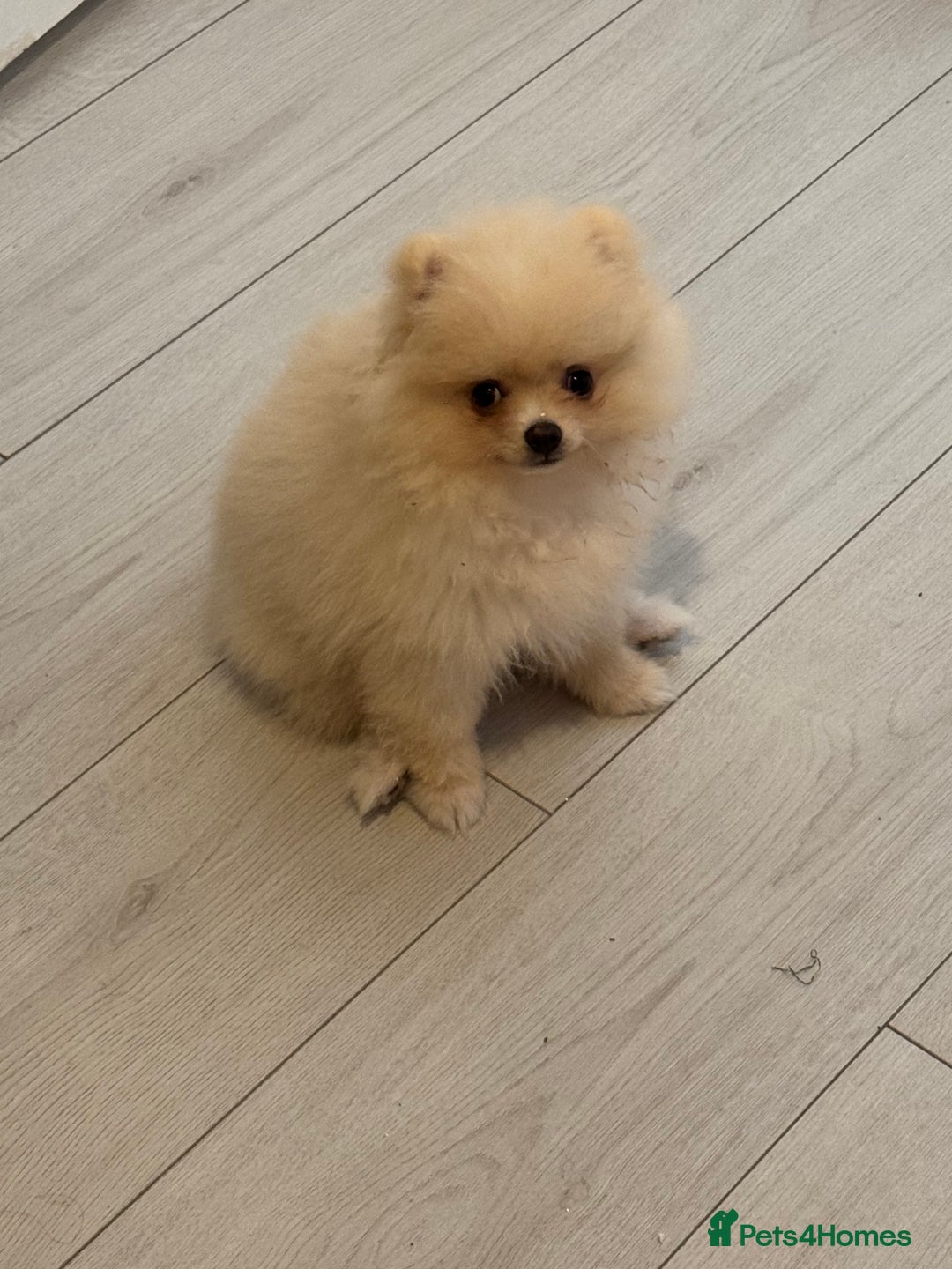 Pomeranian dogs for sale: 🐾🐶💙 Pomeranian puppy 💙🐶🐾 - Image 2