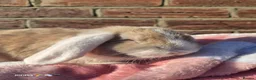 Mixed Breed rabbits for sale: Torte lion head lop  - Advert 4