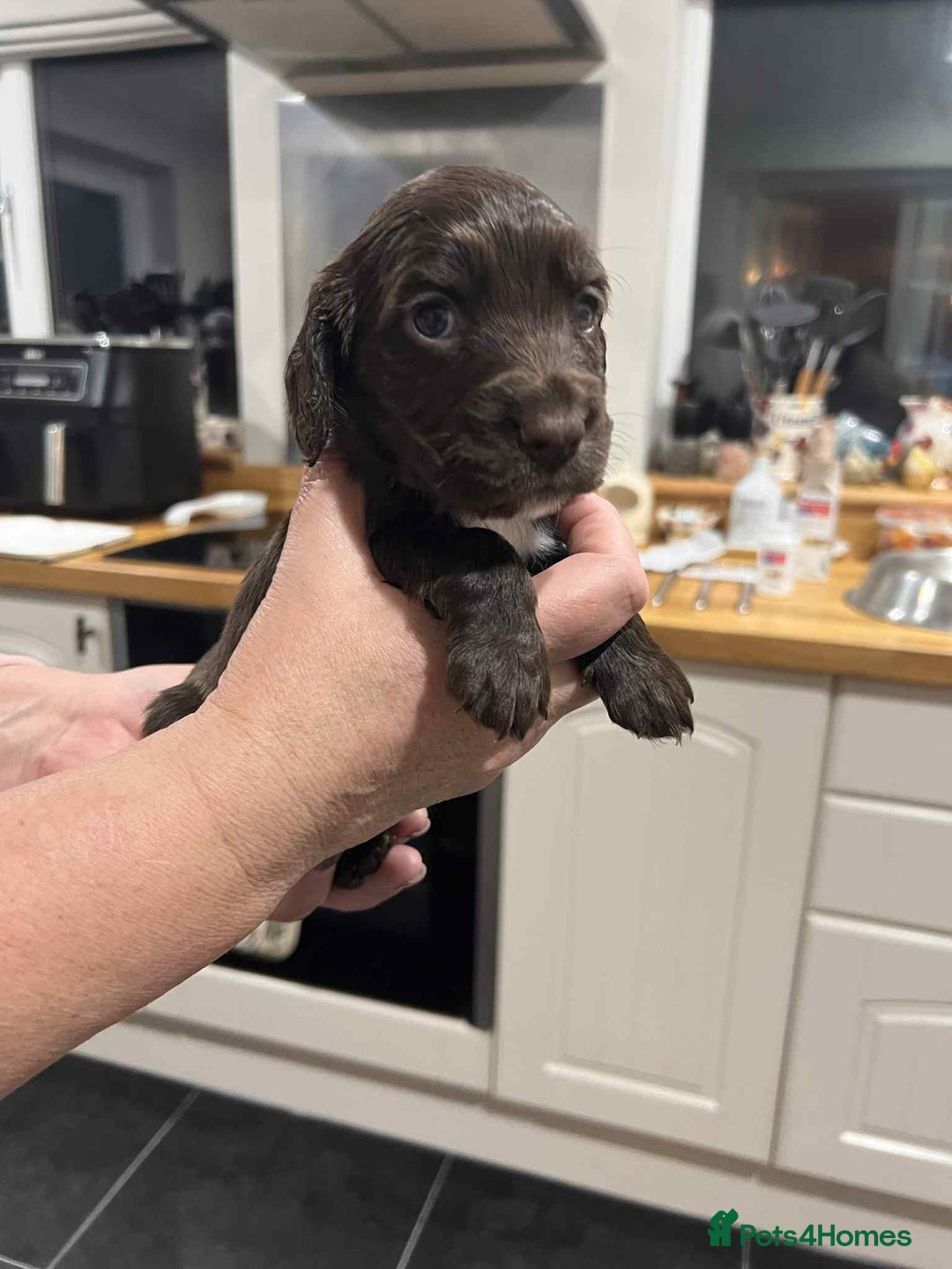 Cocker Spaniel dogs for sale: Cocker Spaniel Puppies - Image 2