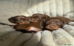 Dachshund dogs for sale: PERFECT MINIATURE DACHSHUNDS BABIES 🐶 - Image 11