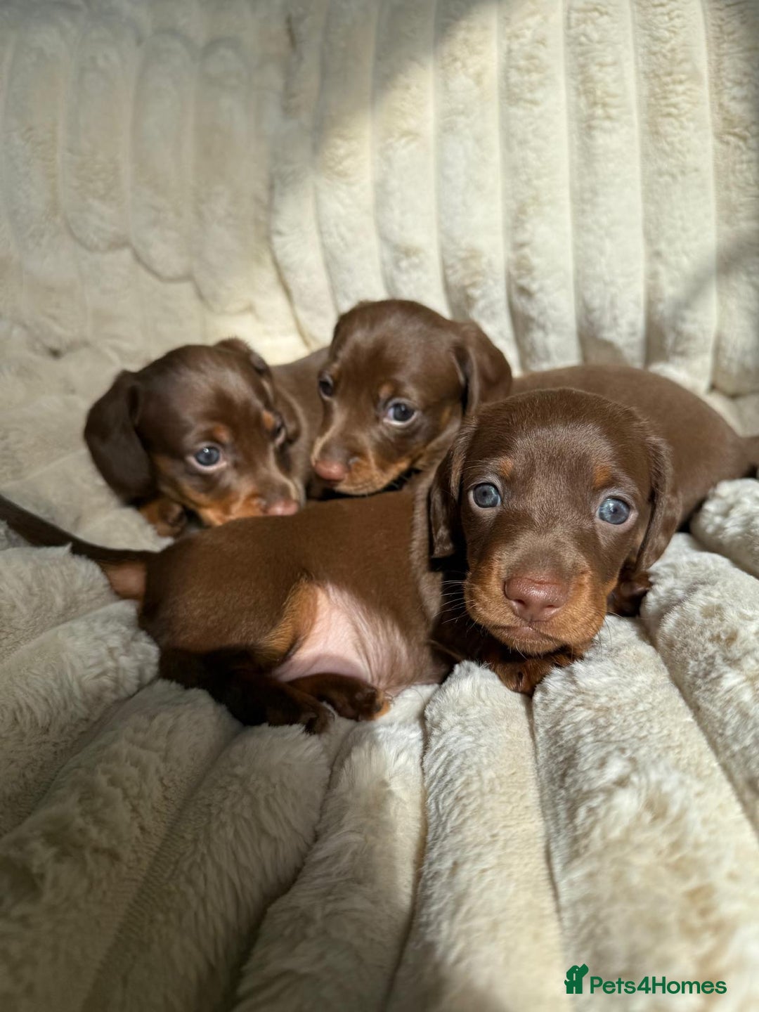 Dachshund dogs for sale: PERFECT MINIATURE DACHSHUNDS BABIES 🐶 - Image 11