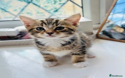 Norwegian Forest Cat cats for sale: Norwegian Forest Cat Mix kittens - Image 4