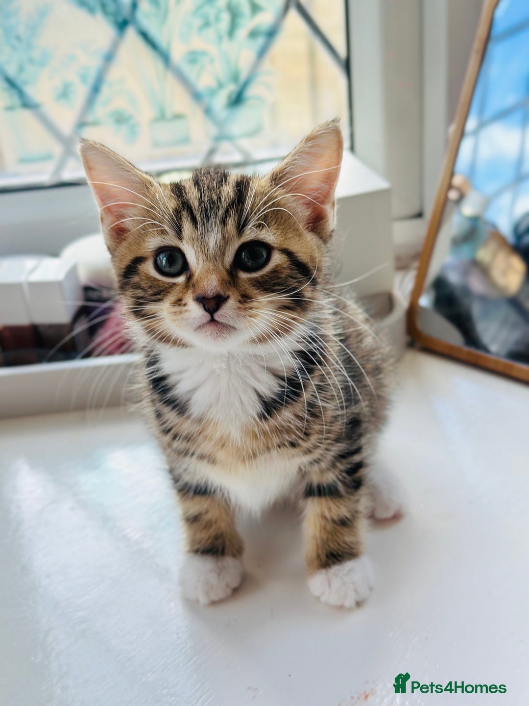 Norwegian Forest Cat cats for sale: Norwegian Forest Cat Mix kittens - Image 4
