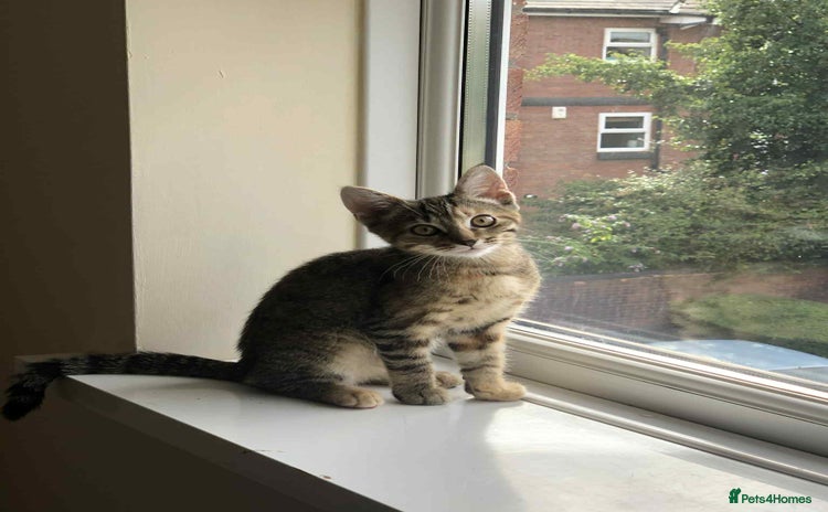 Mixed Breed cats - Advert 14