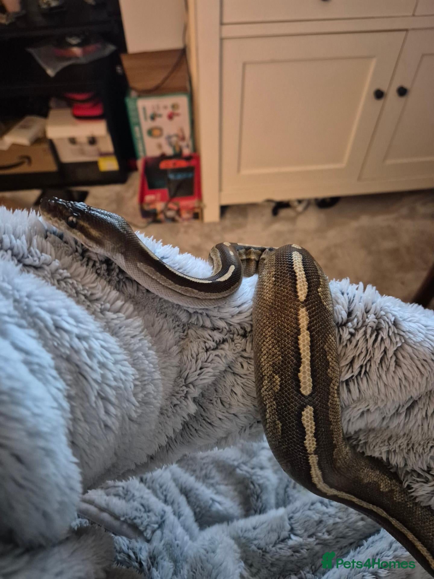 Mixed Breed reptiles for sale: Royal python - Advert 22