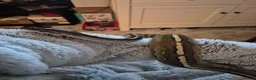 Mixed Breed reptiles for sale: Hermann tortoise and royal pythons - Advert 7