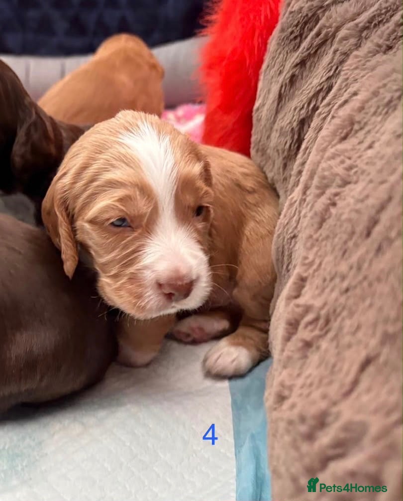 Cocker Spaniel dogs (ALL BOYS) Beautiful Cocker Spaniel Puppies - Advert 1