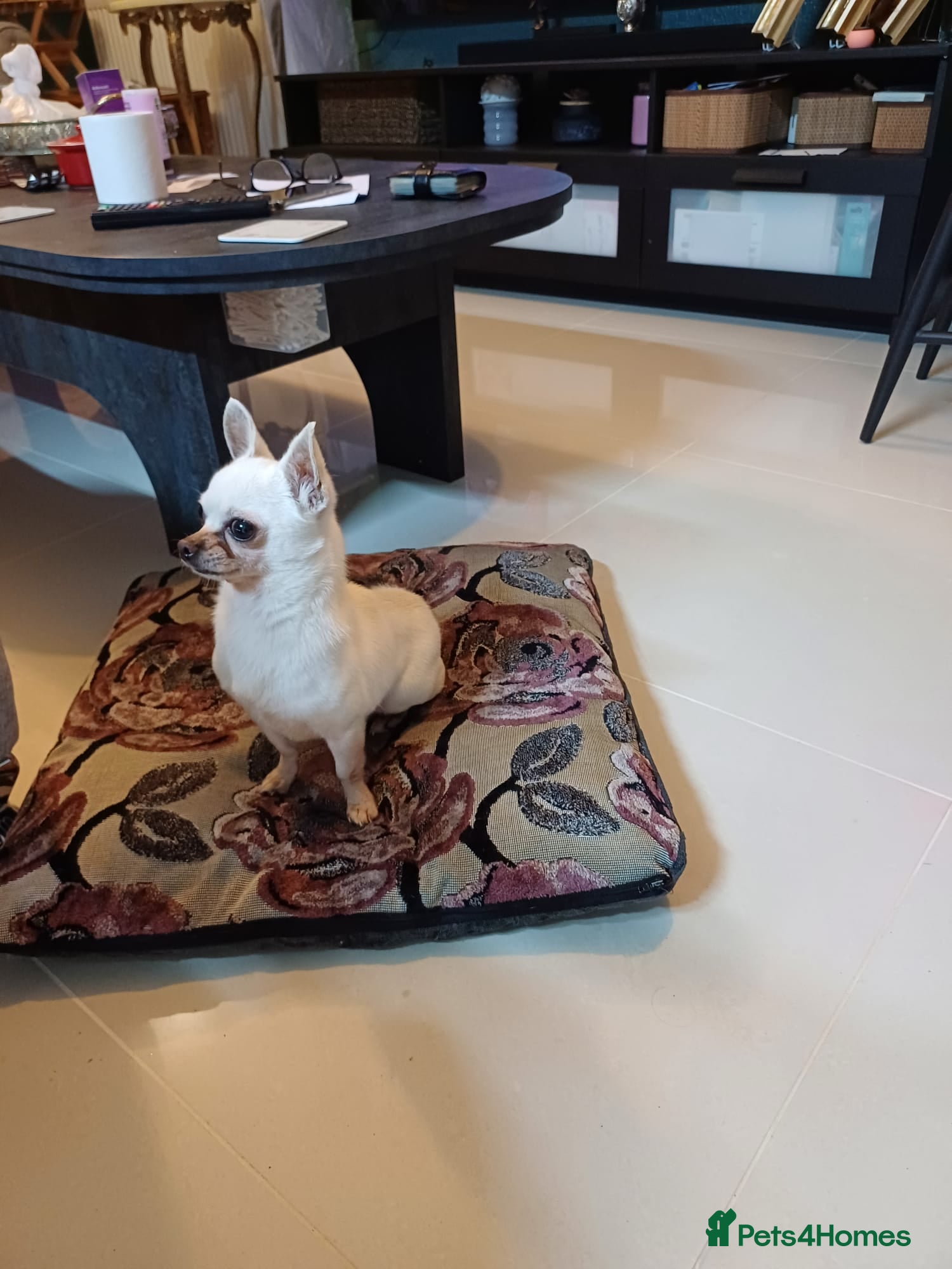 Chihuahua dogs Beautiful 2 Year Old Male Chihuahua - Leeds  in Leeds - Advert 1