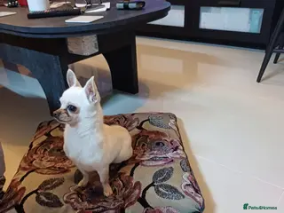 Chihuahua dogs Beautiful 2 Year Old Male Chihuahua - Leeds in Leeds - Advert 1