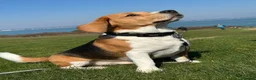 Beagle dogs for stud: Milo the beagle  in Slough - Advert 4