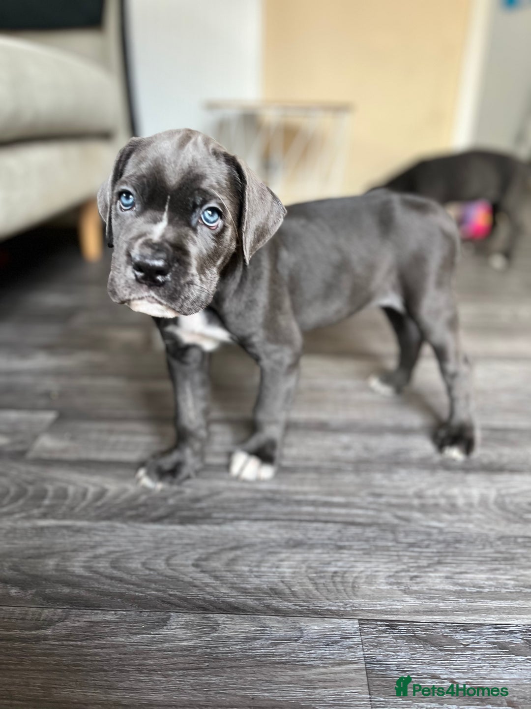 Cane Corso dogs for sale: Purebred Cane Corso puppies  - Image 35