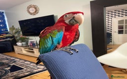 Macaws birds for sale: Beautiful red macaw - Image 2