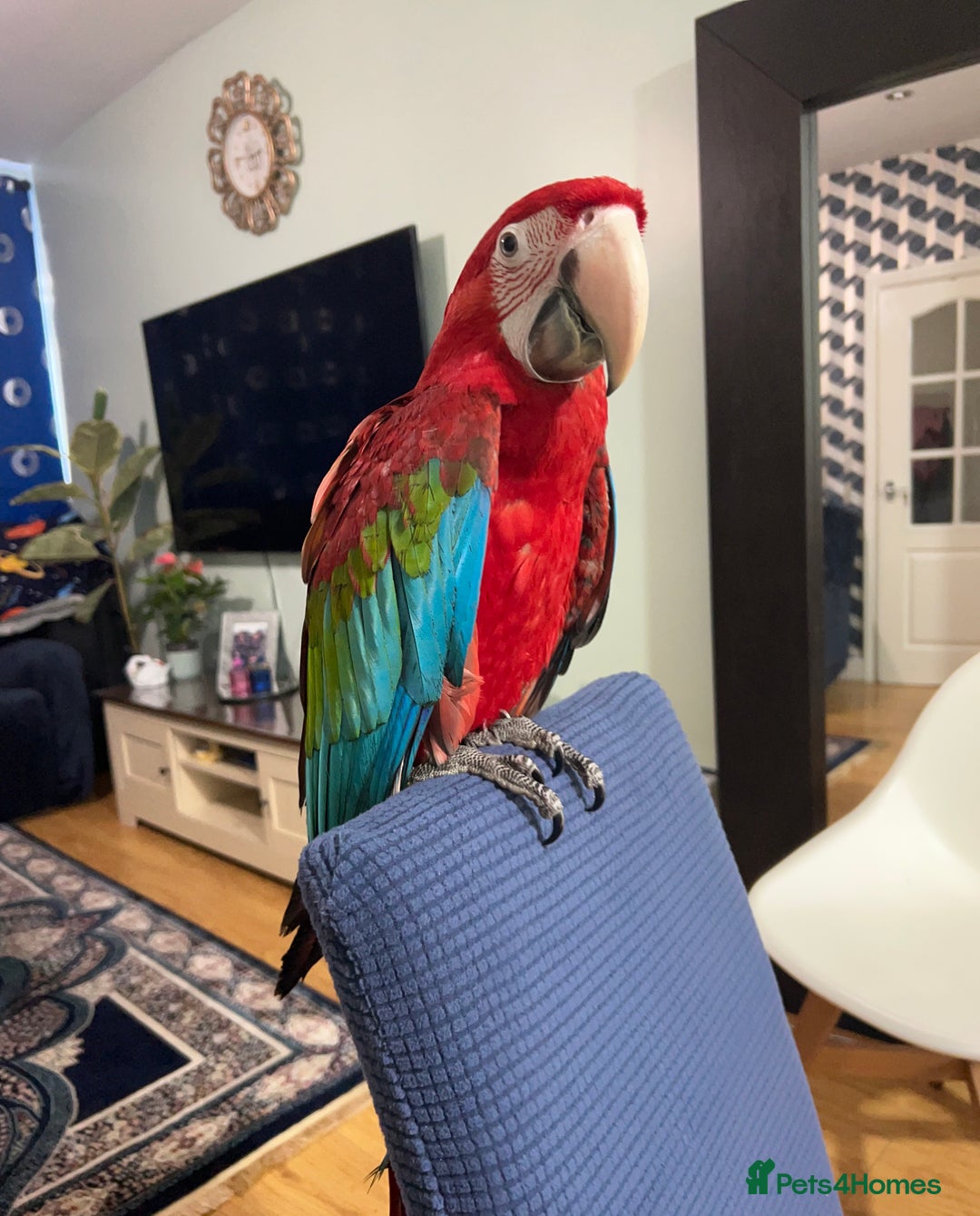 Macaws birds for sale: Beautiful red macaw - Image 2