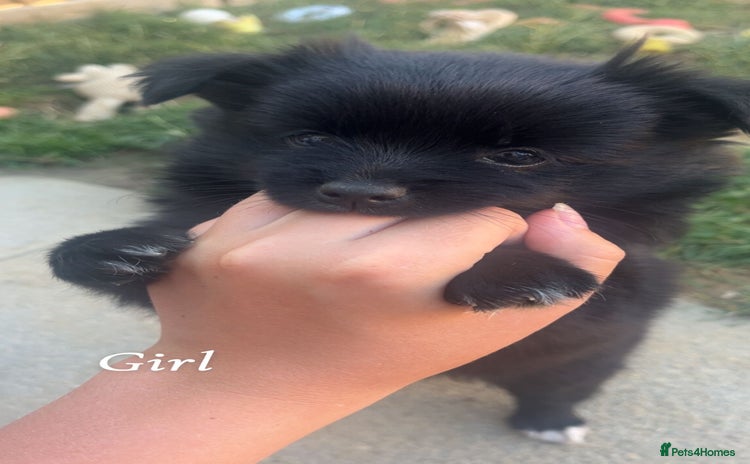 Pomapoo dogs - Advert 5