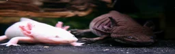Axolotl reptiles for sale: Two female Axolotls  in West Molesey - Advert 6