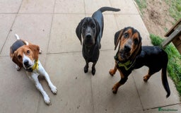 Bocker dogs for stud: Spirit for stud - Image 3