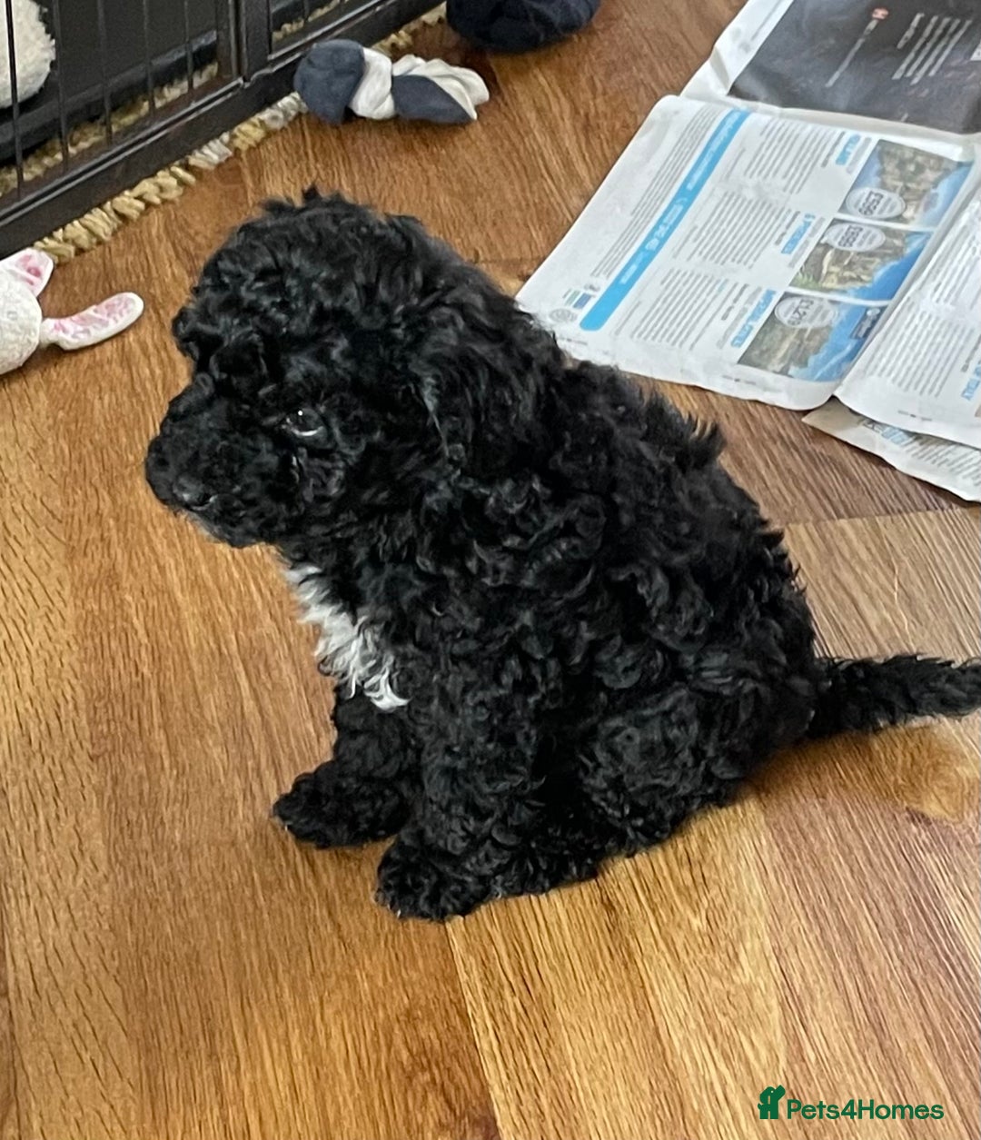 Cavapoo dogs for sale: Beautiful little girl looking for her forever home - Image 5