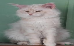 Maine Coon cats for sale: Pure Maine Coon Kittens Looking For A New Home  - Image 17