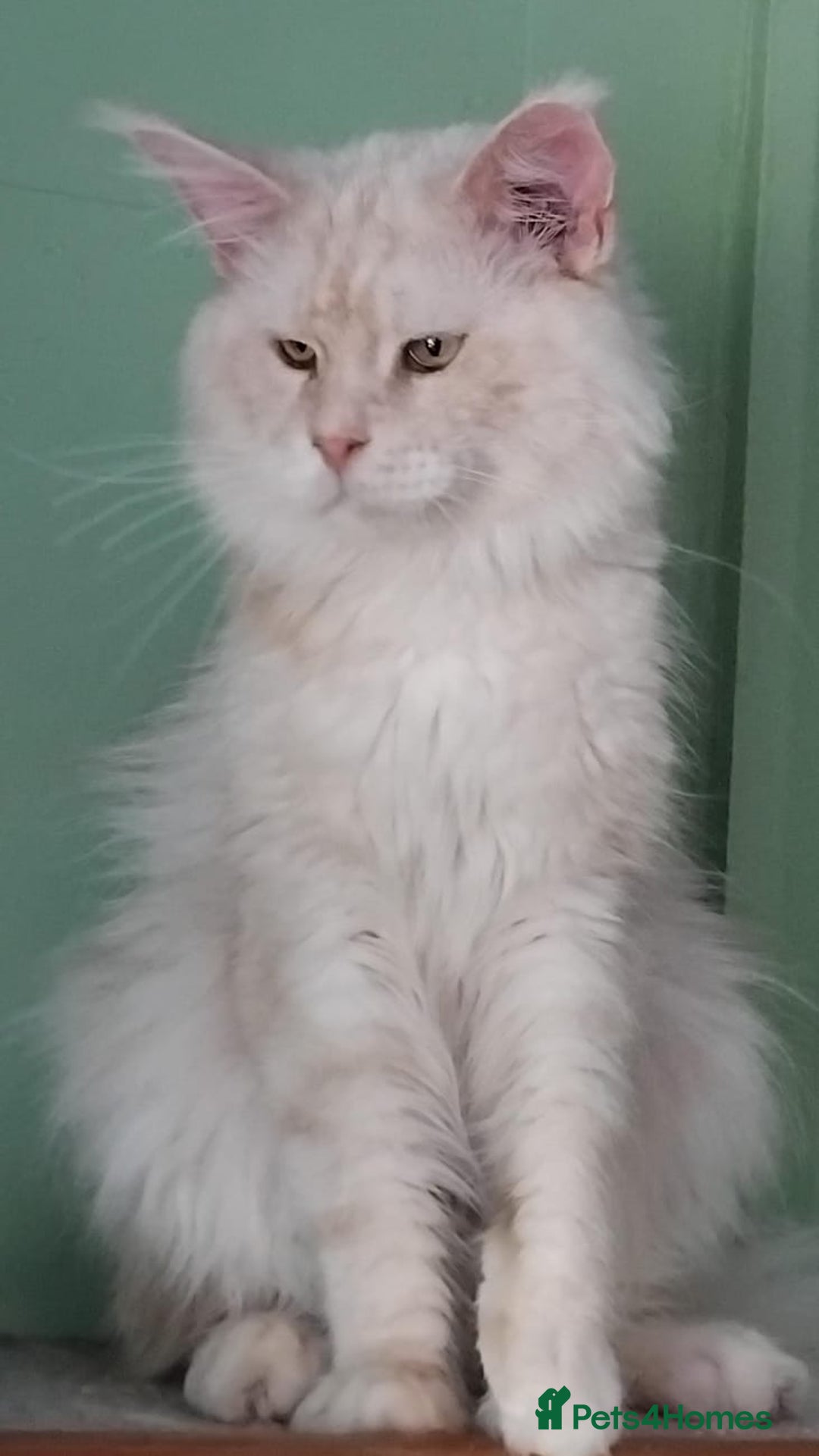 Maine Coon cats for sale: Pure Maine Coon Kittens Looking For A New Home  - Image 17
