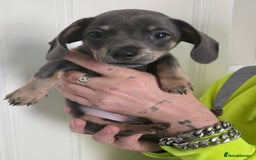 Mixed Breed dogs for sale: 5 beautiful Chiweenie puppies for Sale  - Image 14