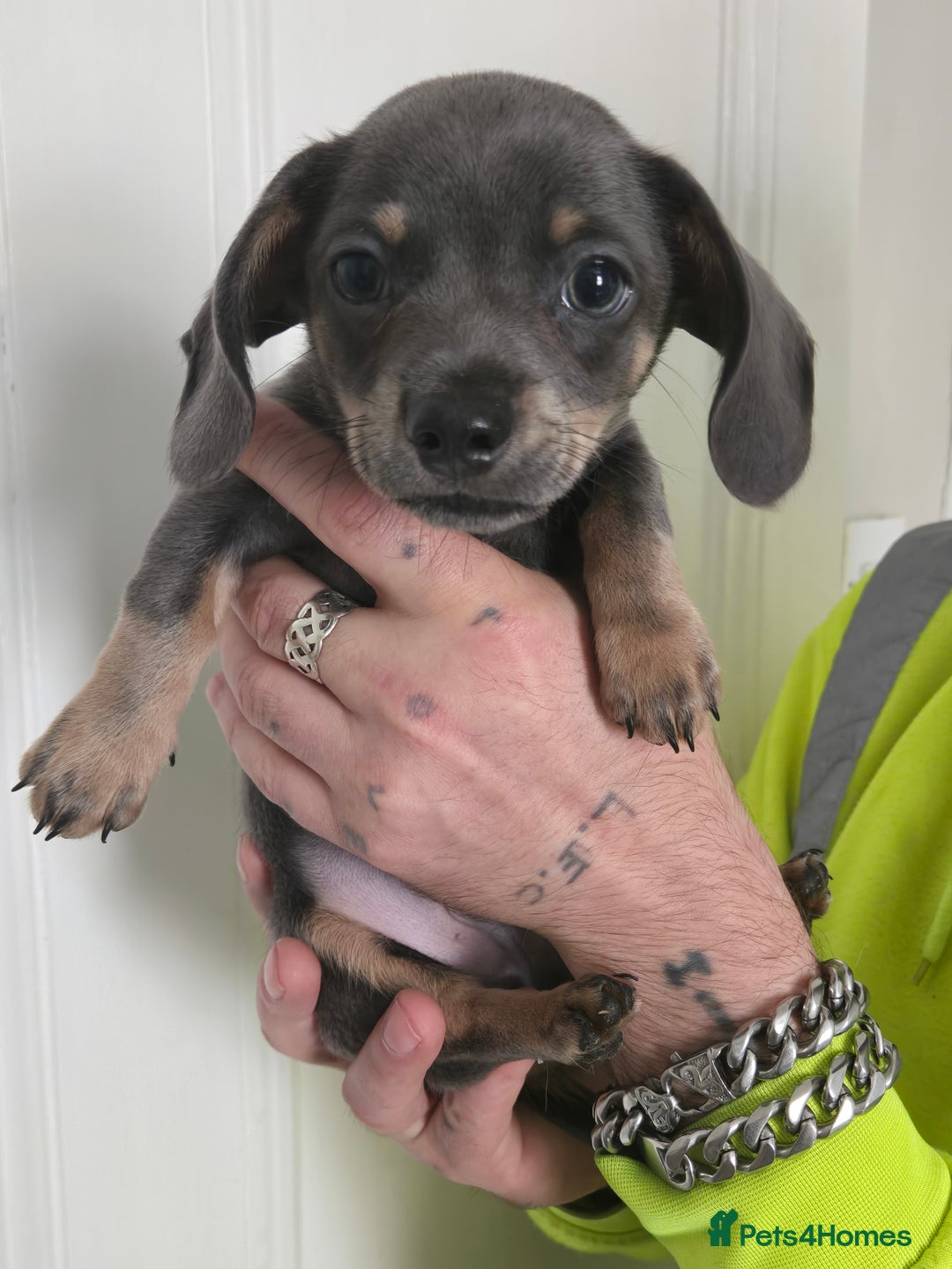 Mixed Breed dogs for sale: 5 beautiful Chiweenie puppies for Sale  - Image 14