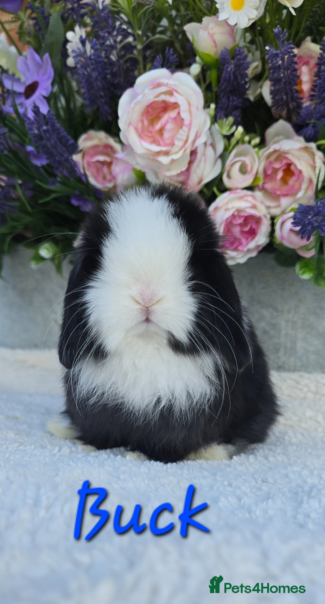 Mini Lop rabbits Beautiful quality mini lops - Advert 2