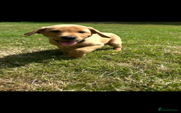 Labrador Retriever dogs for sale: Stunning Fox Red Labrador Puppies - Image 5