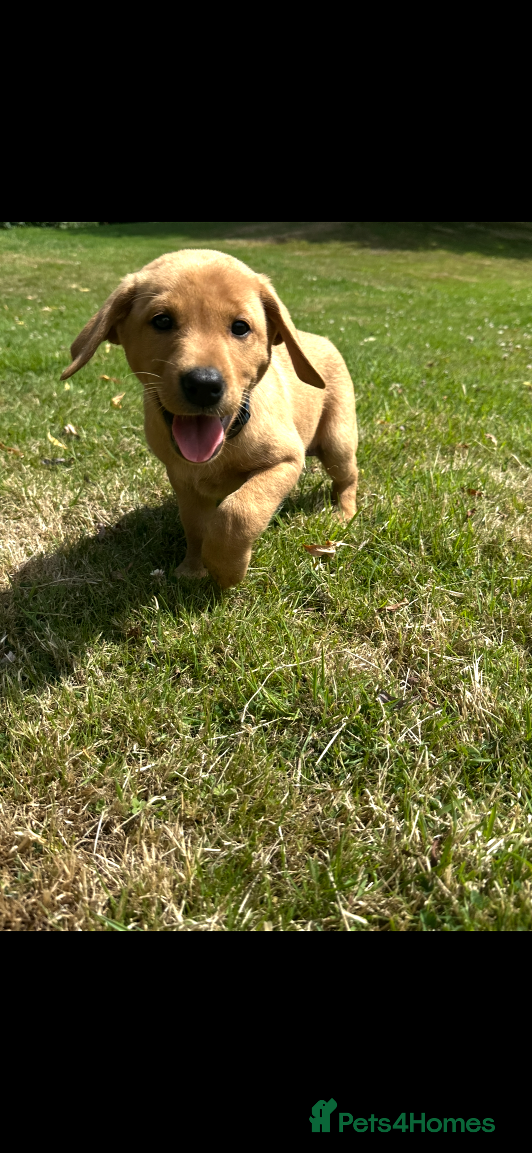 Labrador Retriever dogs for sale: Stunning Fox Red Labrador Puppies - Image 5